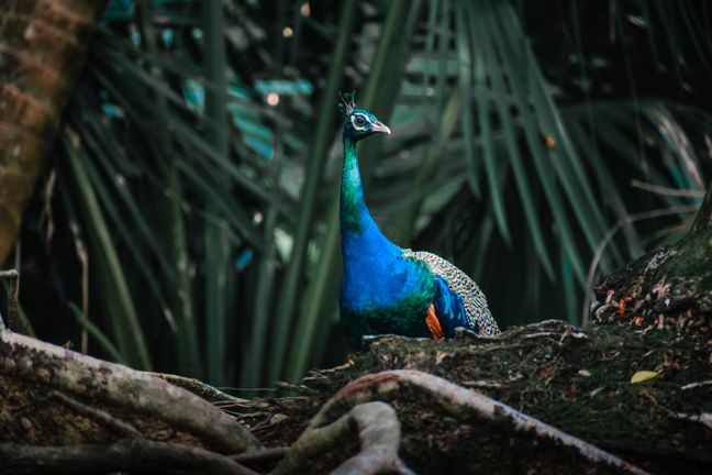 Peacock in forest setting
