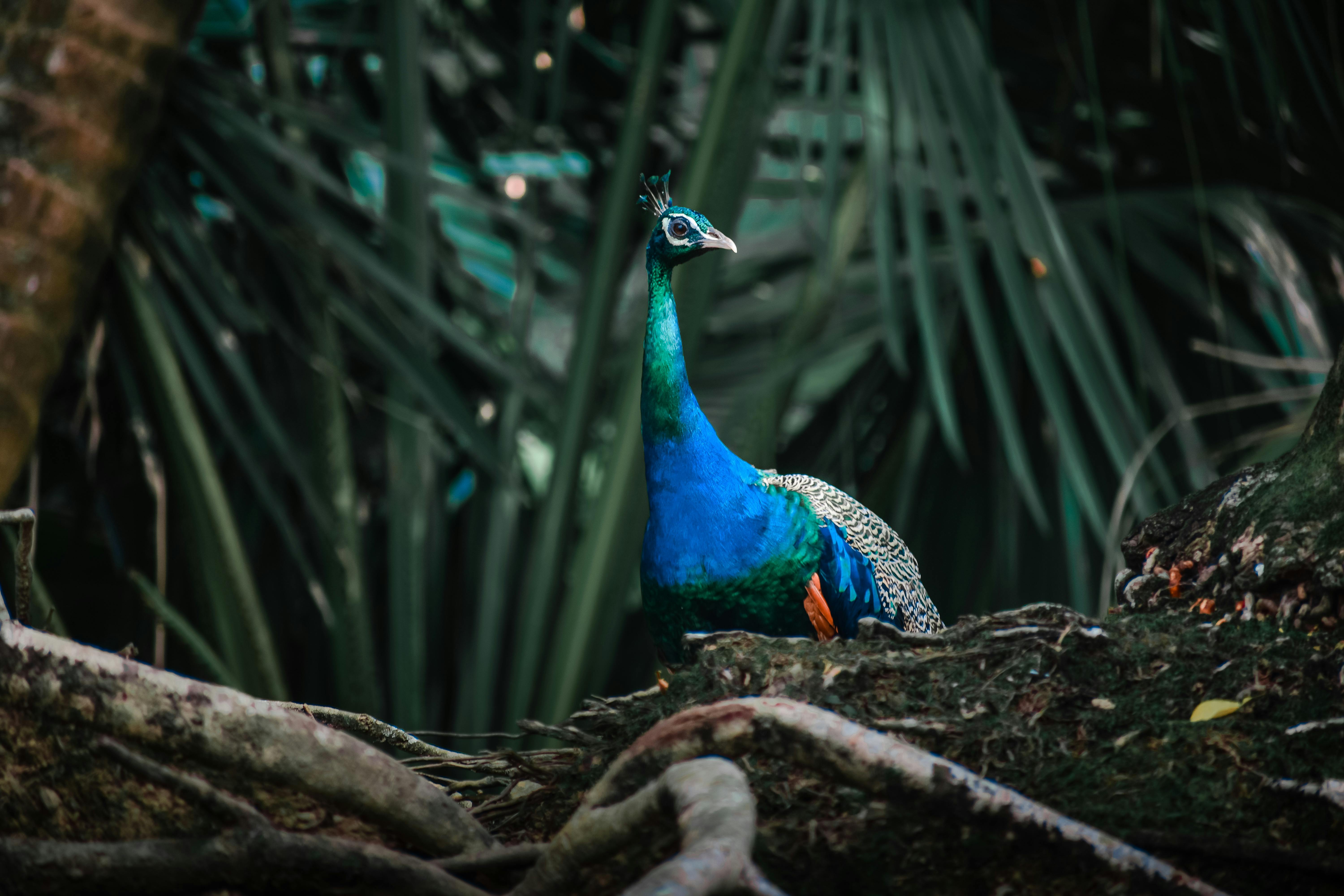 Blue And Green Peacock · Free Stock Photo