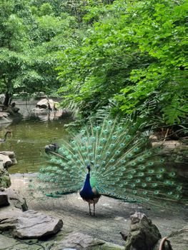 peacock photo