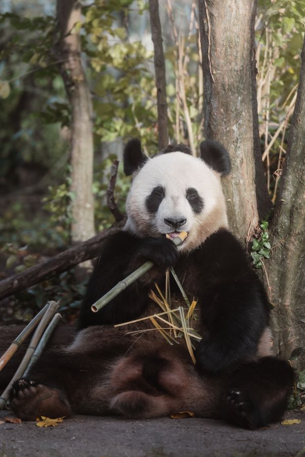 Giant Panda Eating Bamboo in a Forest Setting · Free Stock Photo