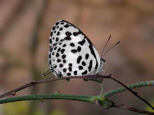 Free Close-up of a black and white butterfly resting on a branch in Ullapara, Bangladesh. Stock Photo