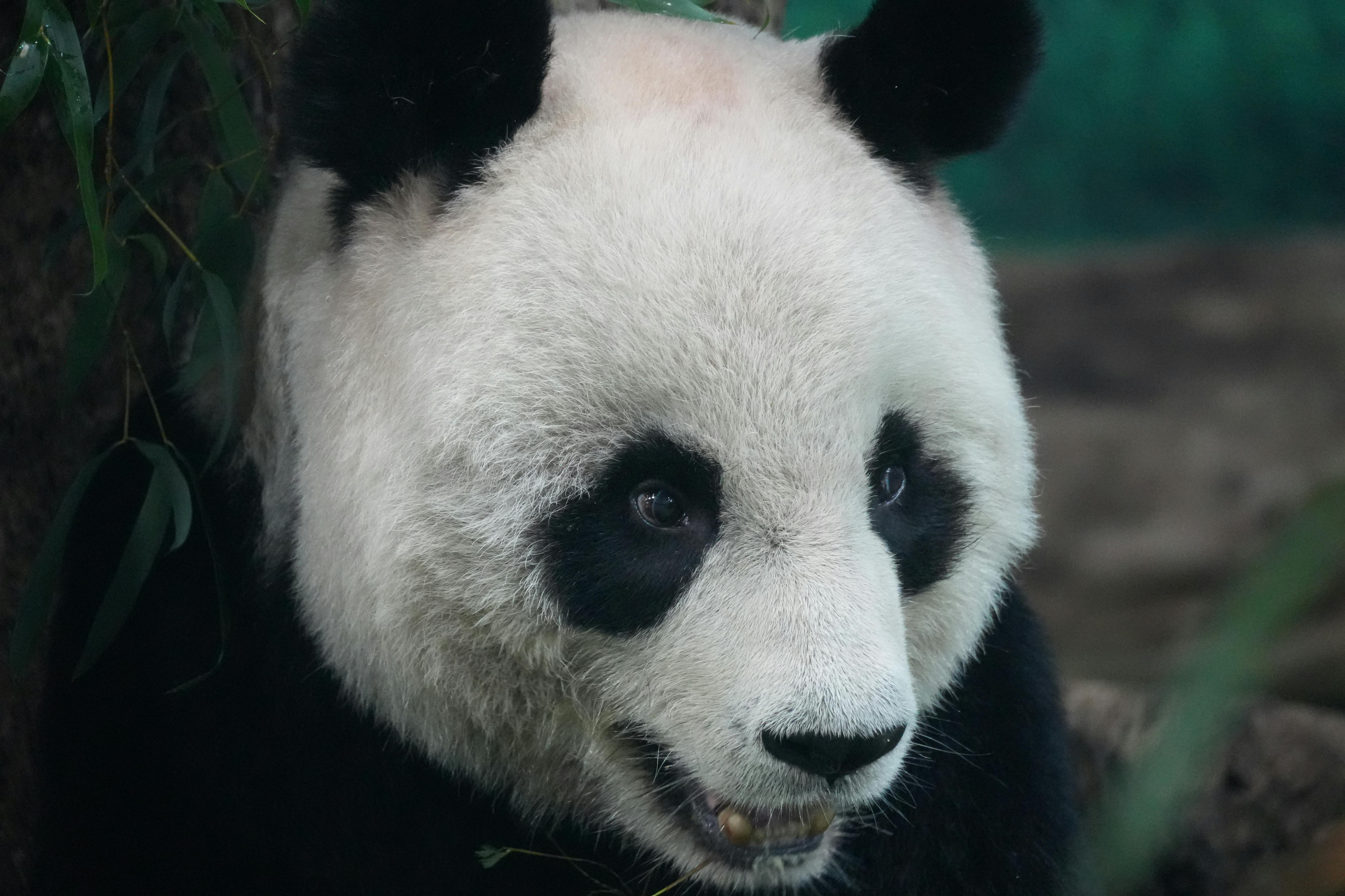 Bear Greg - Hard Fought