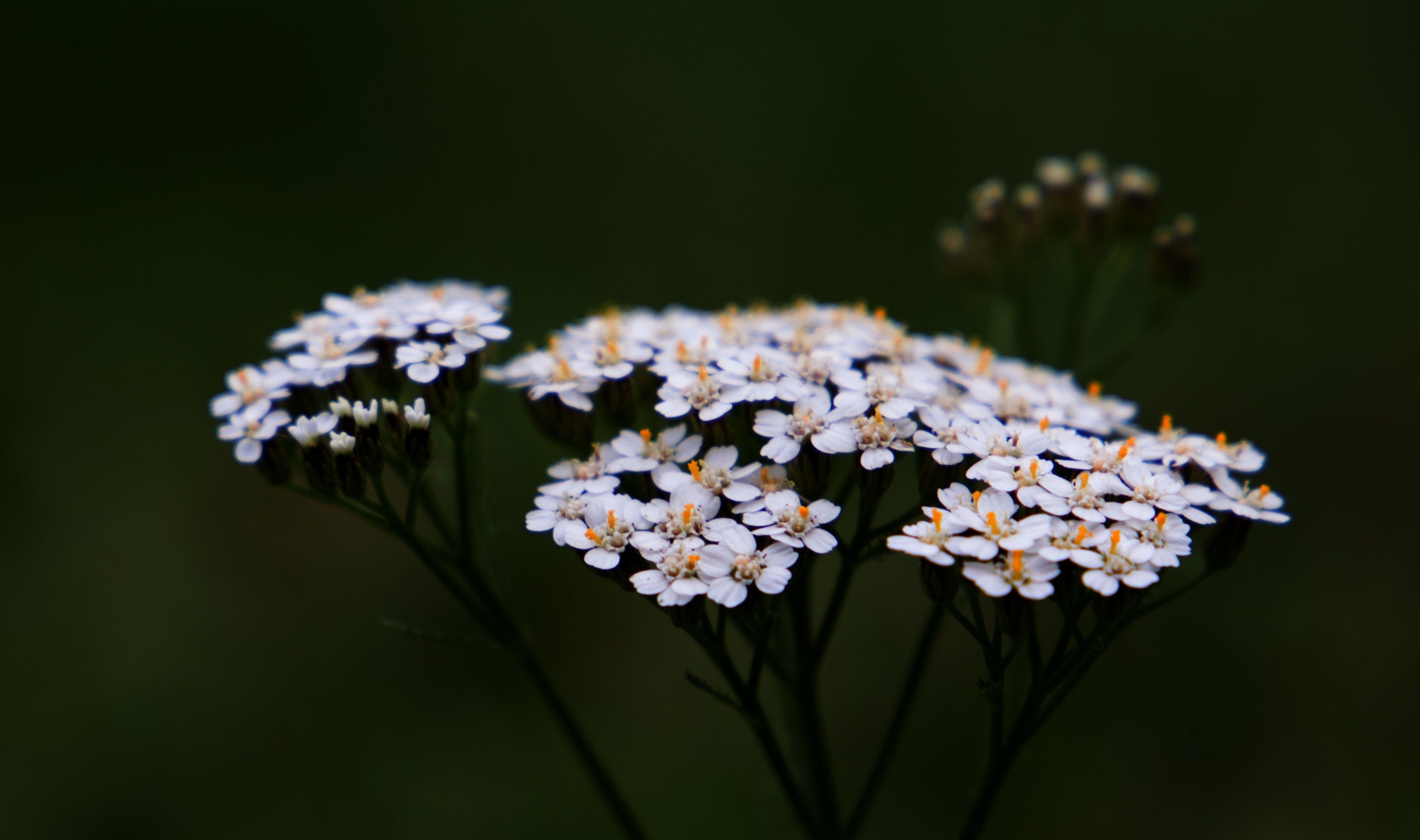 close-up-of-achillea-millefolium-flowers-in-bloom-free-stock-photo