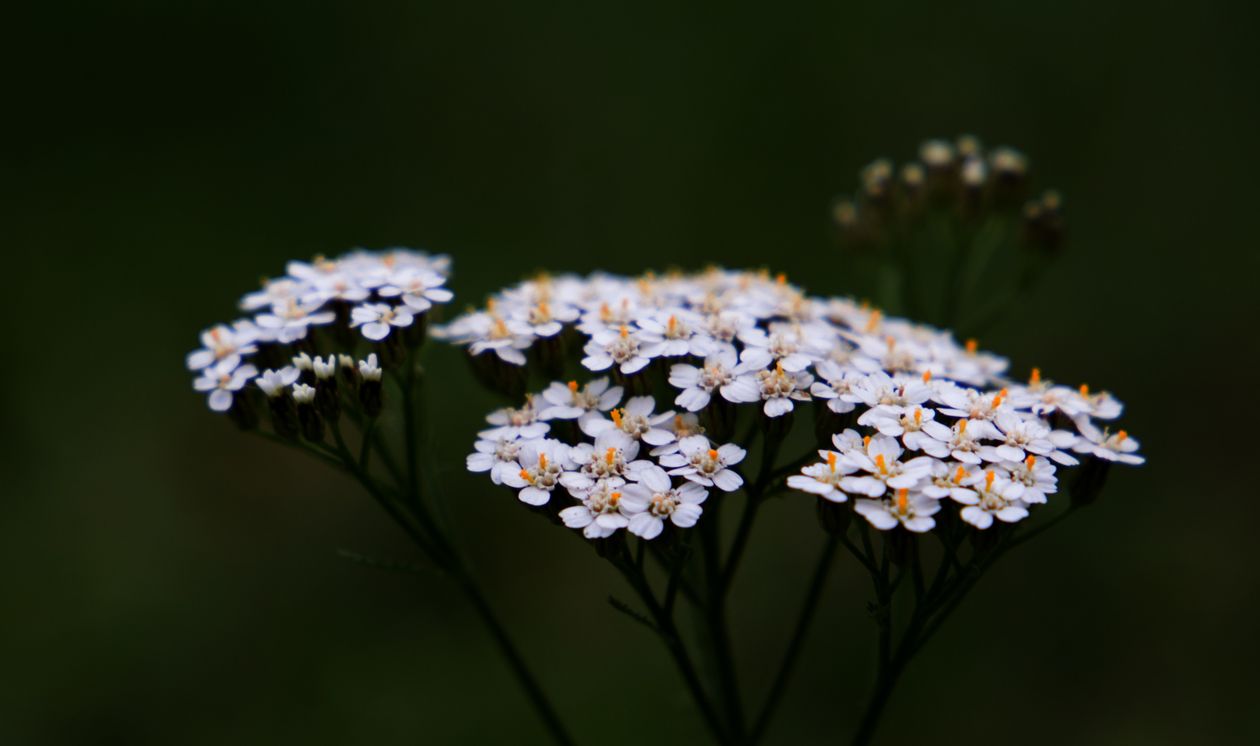 Close up Of Achillea Millefolium Flowers In Bloom Free Stock Photo close-up-of-achillea-millefolium-flowers-in-bloom-free-stock-photo