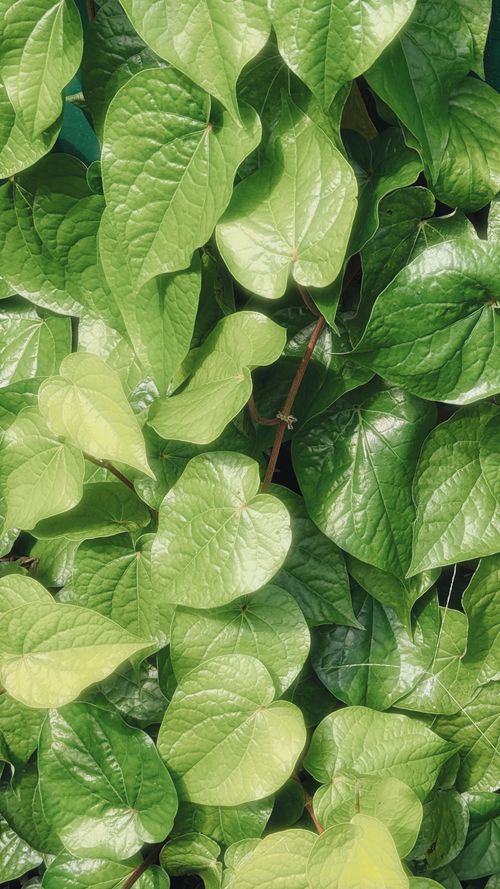 Free leaf Stock Photo