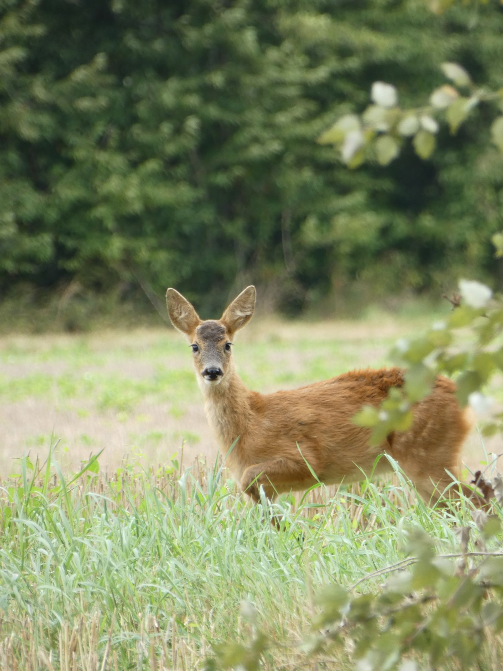 Photo d'ambiance d'un chevreuil dans une prairie forestière