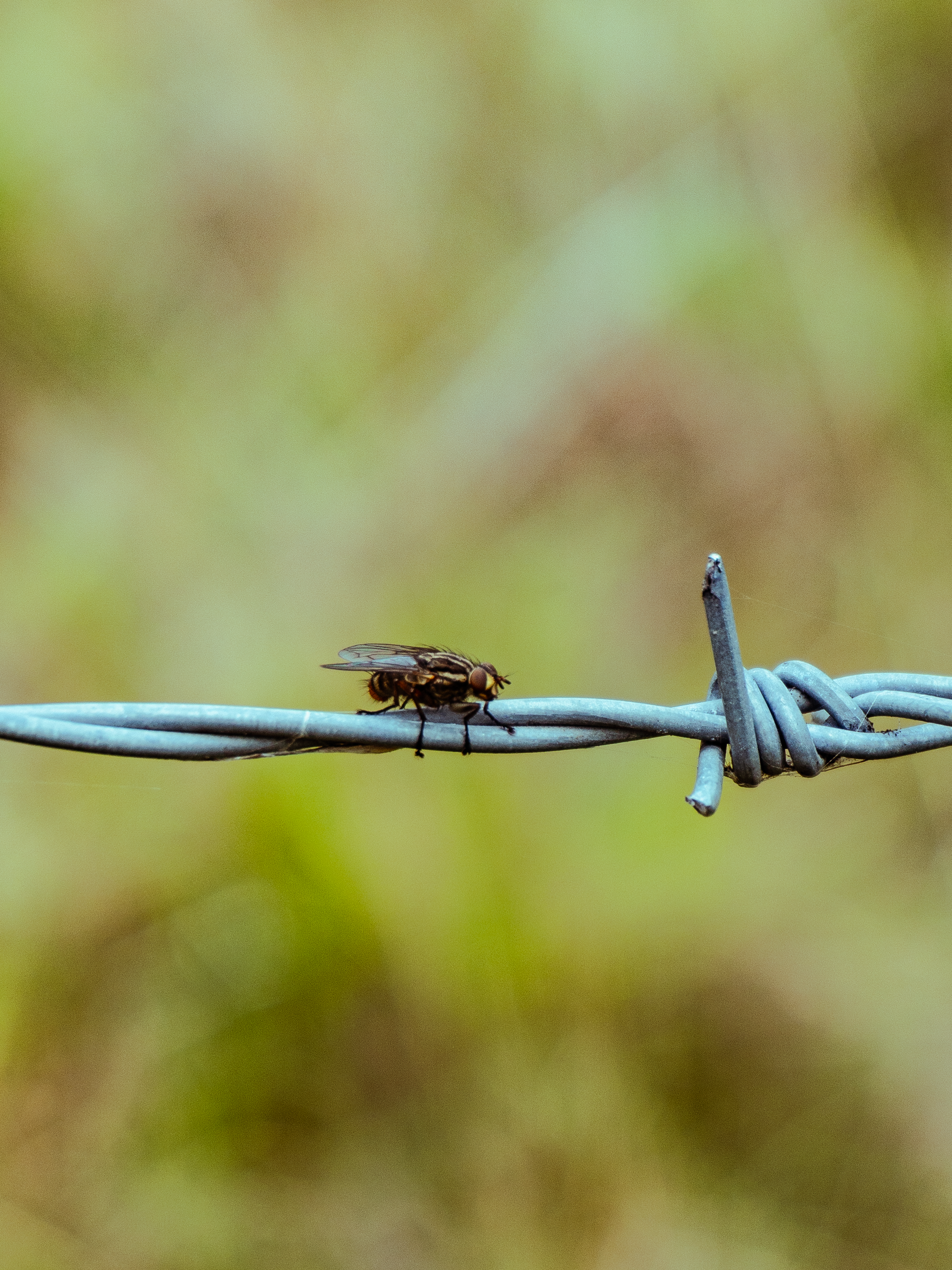 Close-Up of Fly on Barbed Wire Outdoors · Free Stock Photo
