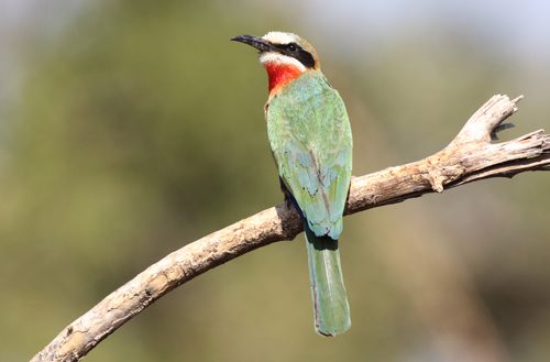 Free Vibrant white-fronted bee-eater (Merops bullockoides) on a branch in natural habitat. Stock Photo