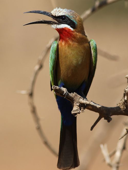 Free A vibrant white-fronted bee-eater (Merops bullockoides) perched on a branch in natural habitat. Stock Photo