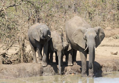Free A herd of African bush elephants drinking at a waterhole in the wild. Stock Photo