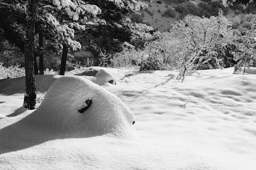 A peaceful black and white winter scene showcasing a snow-blanketed forest.