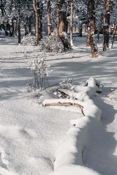 Peaceful winter forest scene with snow-covered trees and soft sunlight casting shadows.