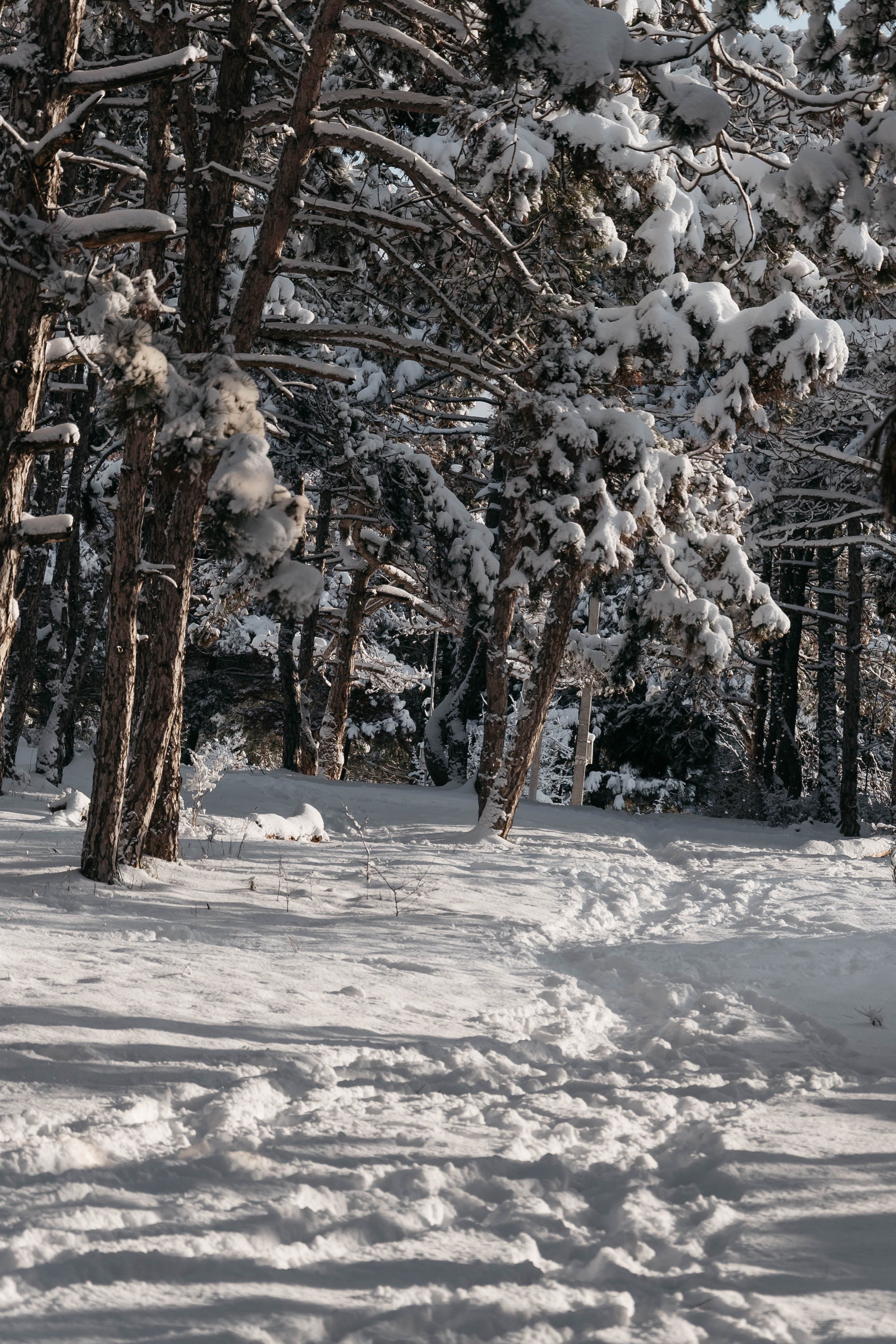Snow-Covered Forest Trail in Winter · Free Stock Photo