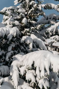 Snow-laden pine trees glisten under bright winter skies, embodying serene cold beauty.