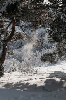Tranquil winter forest landscape with snow and sunlight filtering through trees.