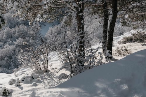 Free A tranquil snow-covered forest landscape with trees in winter. Stock Photo