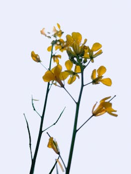 Delicate yellow mustard flowers silhouetted against a clear pale sky, showcasing natural beauty and simplicity.