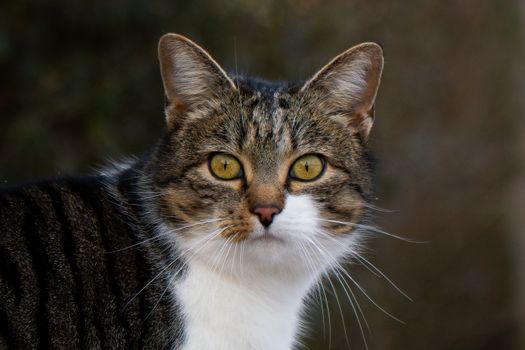 A detailed close-up portrait of a tabby cat with striking yellow eyes captured outdoors.