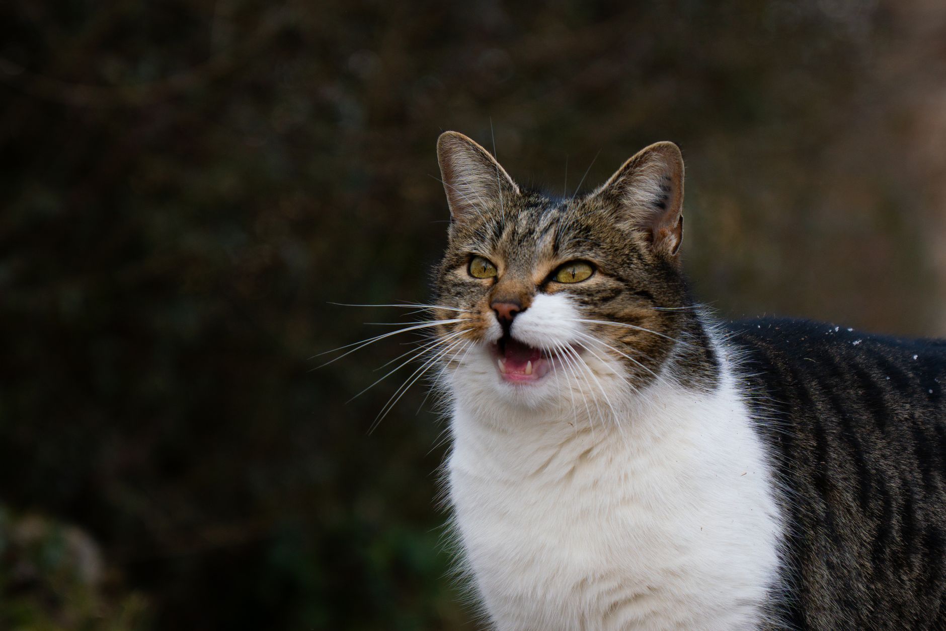 Veterinary care for a cat