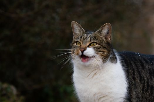 A close-up image of a playful tabby cat outside, looking curiously towards the camera.