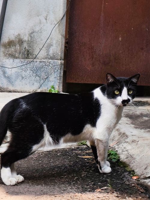 Free A black and white cat walking near a rusty metal gate on a textured pavement. Stock Photo