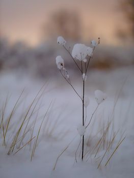 A winter plant covered in snow against a serene sunset background.
