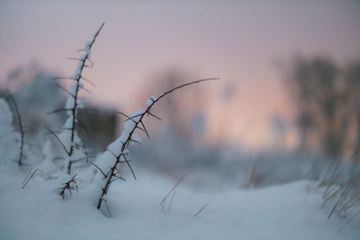 Snow-covered thorns in a serene winter landscape with a pastel sky at dusk.