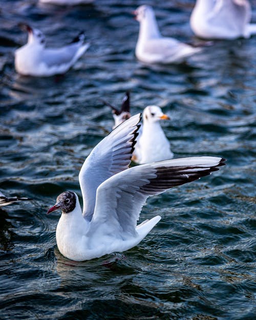 Free White and Black Duck Stock Photo