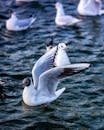 White and Black Duck