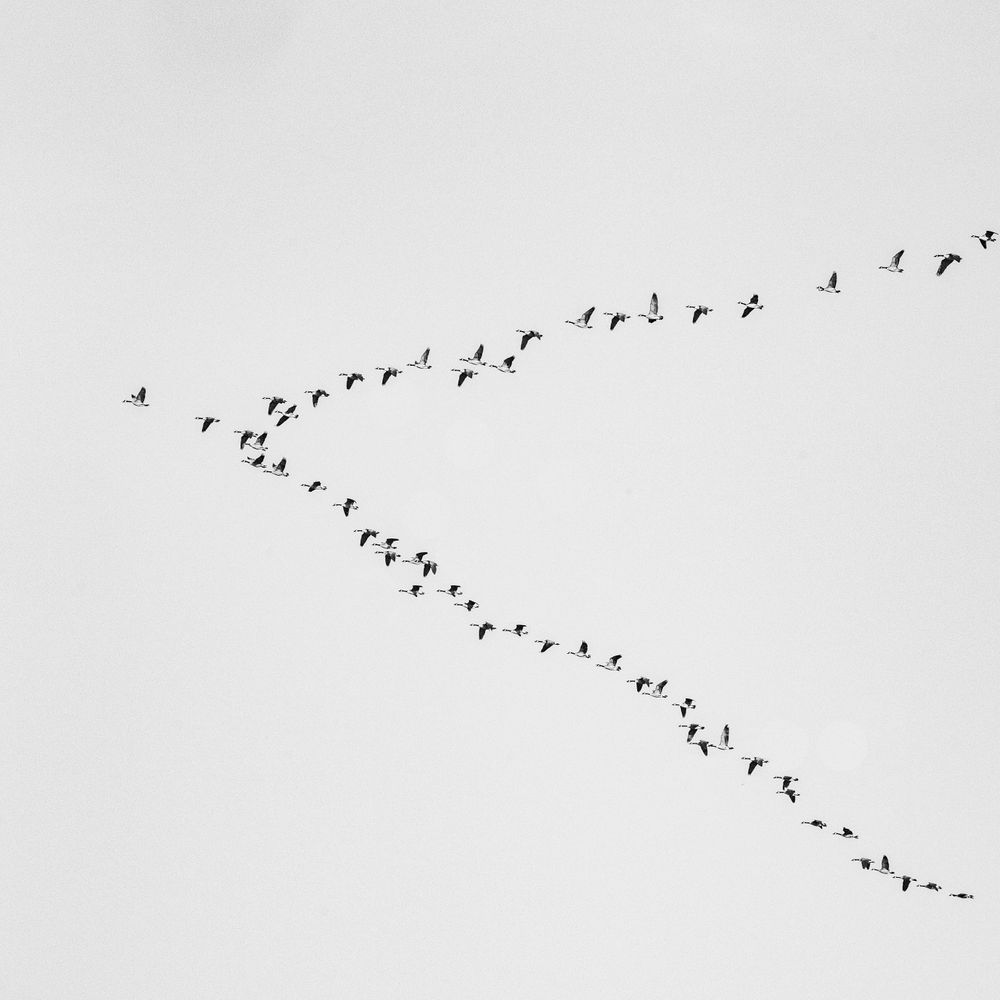 Birds Animation Photos, Download The BEST Free Birds Animation Stock ...