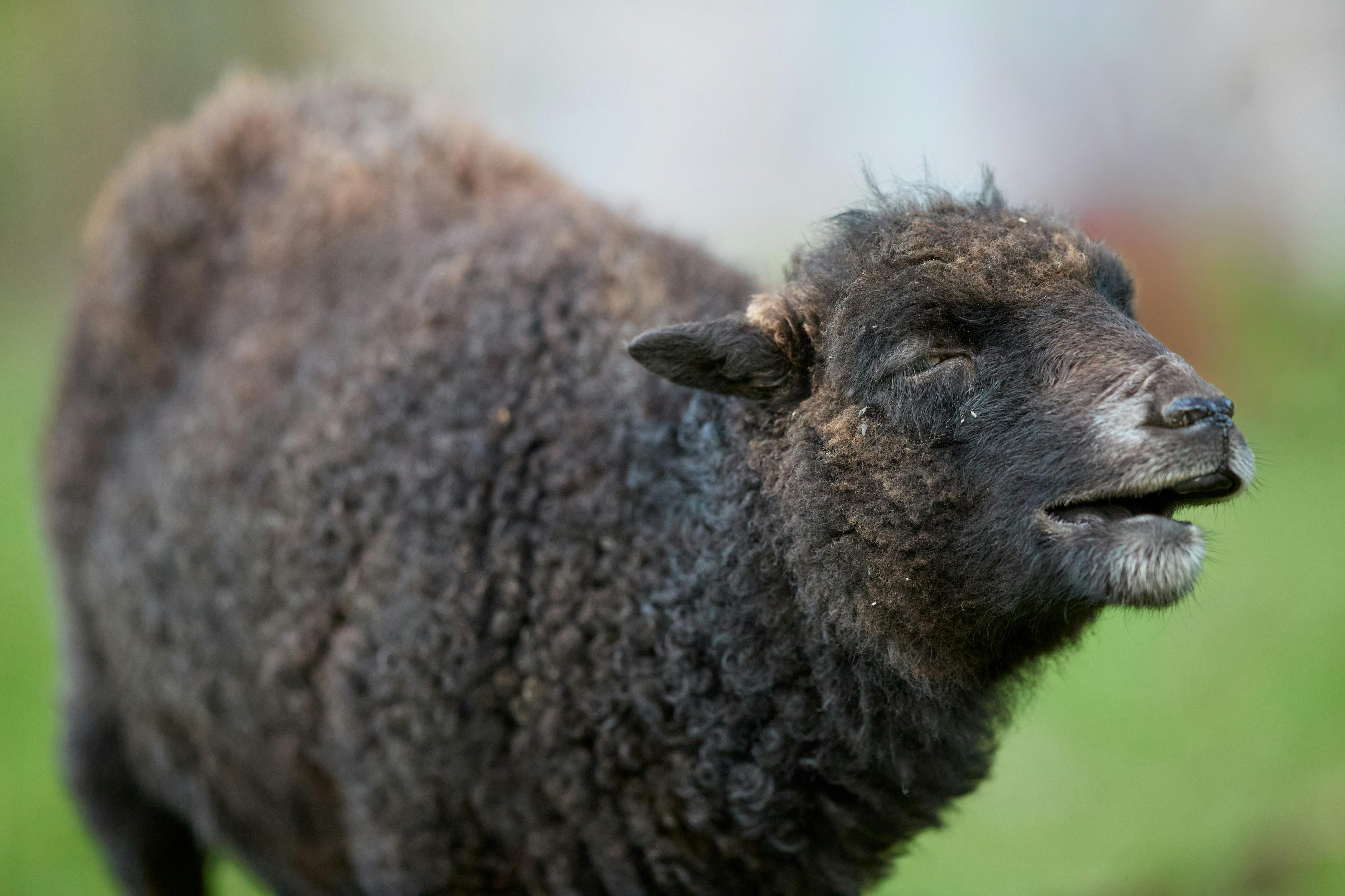 3.Kindle Krusher Content