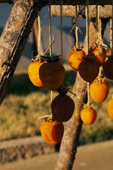 Close-up of dried persimmons hanging outdoors, showcasing autumn harvest in warm sunlight.