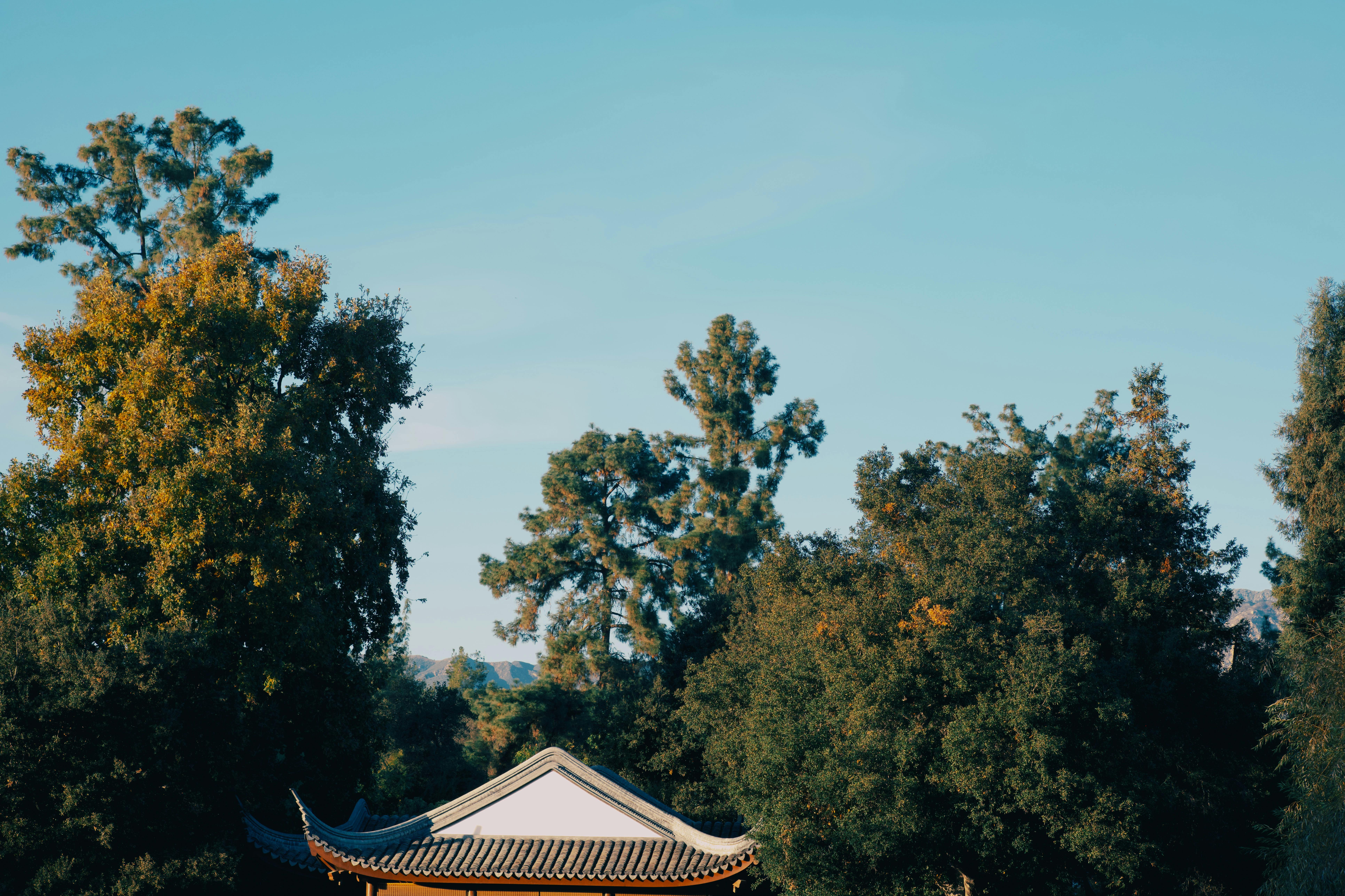 Gratis Tranquillo scenario di giardino con alberi rigogliosi e architettura tradizionale sotto un cielo azzurro e terso. Foto a disposizione