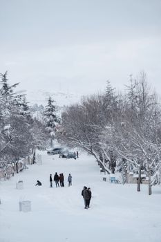 People enjoying a snowy street surrounded by bare trees on a winter day.