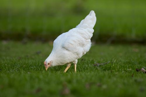 Free A white hen pecking and foraging in a lush green pasture. Ideal for rural and nature scenes. Stock Photo