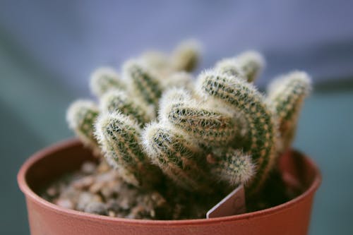 Green Cactus Plant