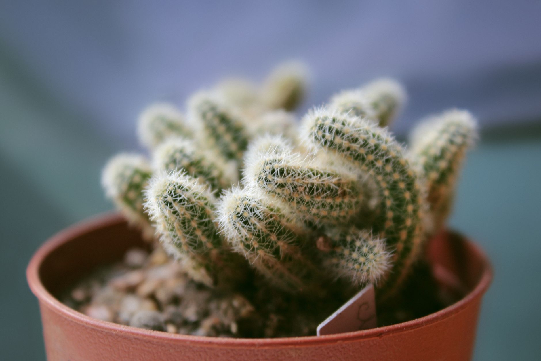 A detailed view of a furry cactus in a brown pot, highlighting its spikes and texture.