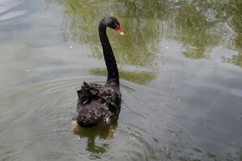 Free A black swan gracefully swimming in a serene pond, reflecting nature's elegance. Stock Photo