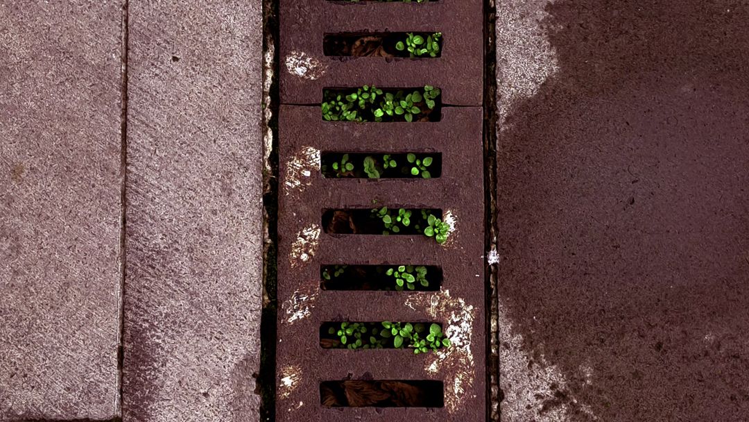 A ground level drain with plants growing through it