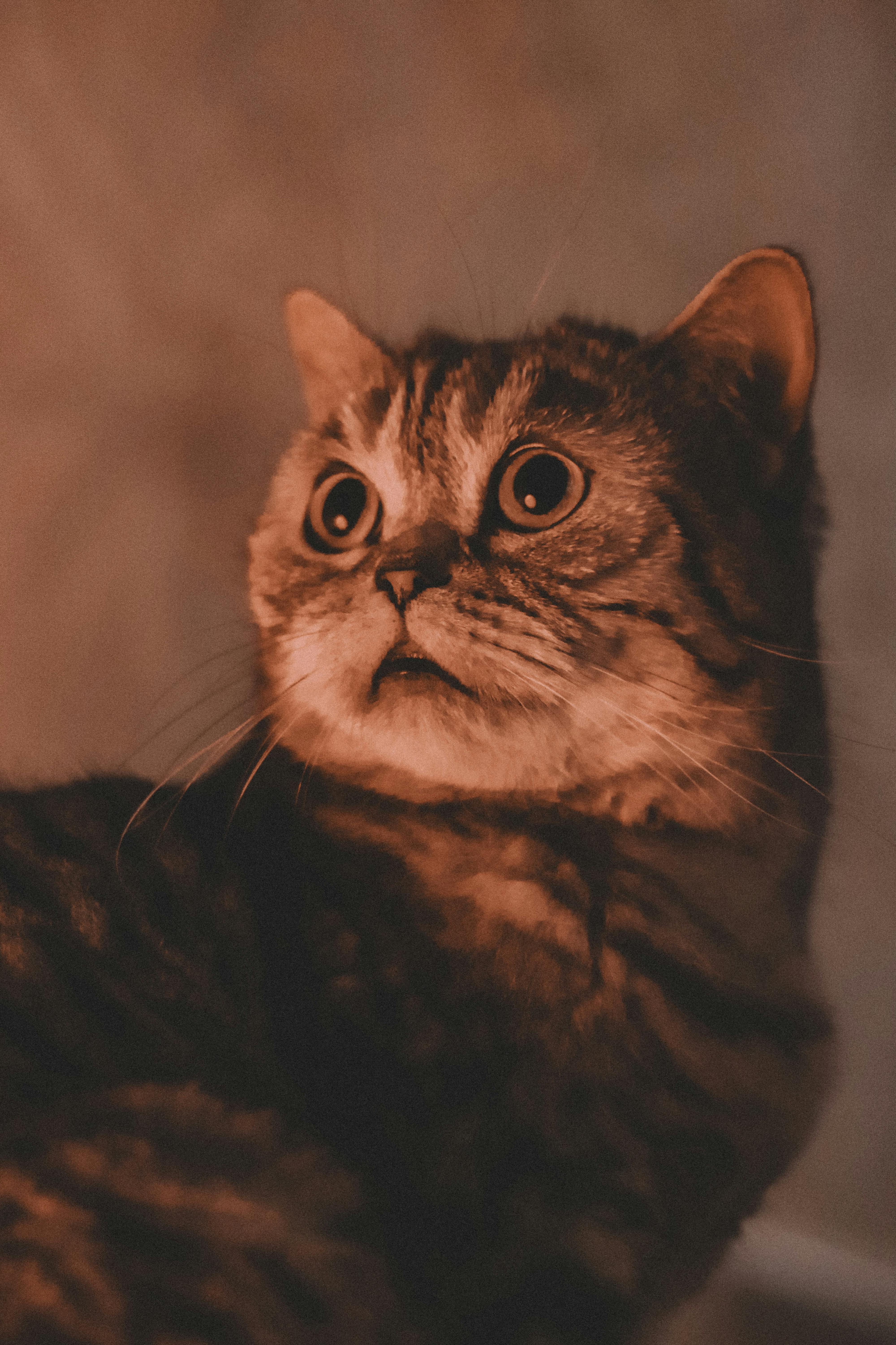 Kostenlos Nahaufnahme einer getigerten Katze mit großen Augen und einem fesselnden Ausdruck in warmem Licht. Stock-Foto