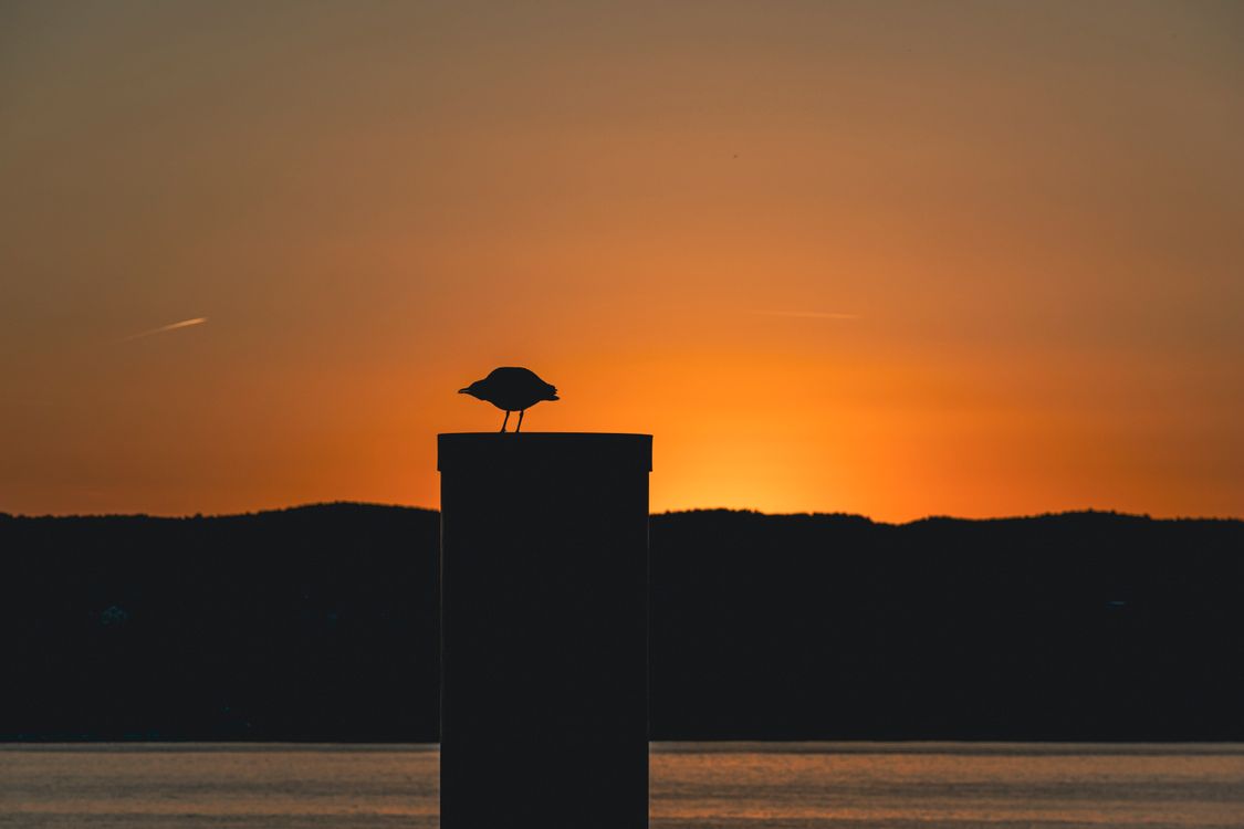 Silhouette of Bird at Sunset over Water · Free Stock Photo