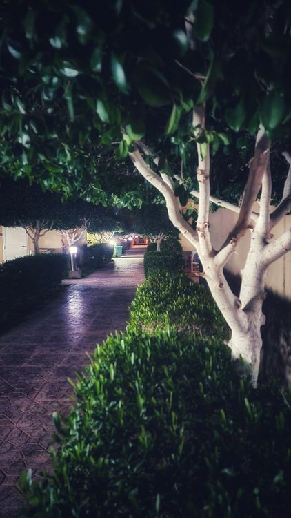 Serene Night Garden Path with Lush Foliage · Free Stock Photo