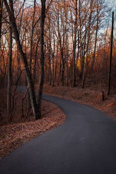 Serene winding road through autumn forest with bare trees and soft light.