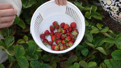 Free A basket filled with freshly picked strawberries held over green strawberry plants. Stock Photo