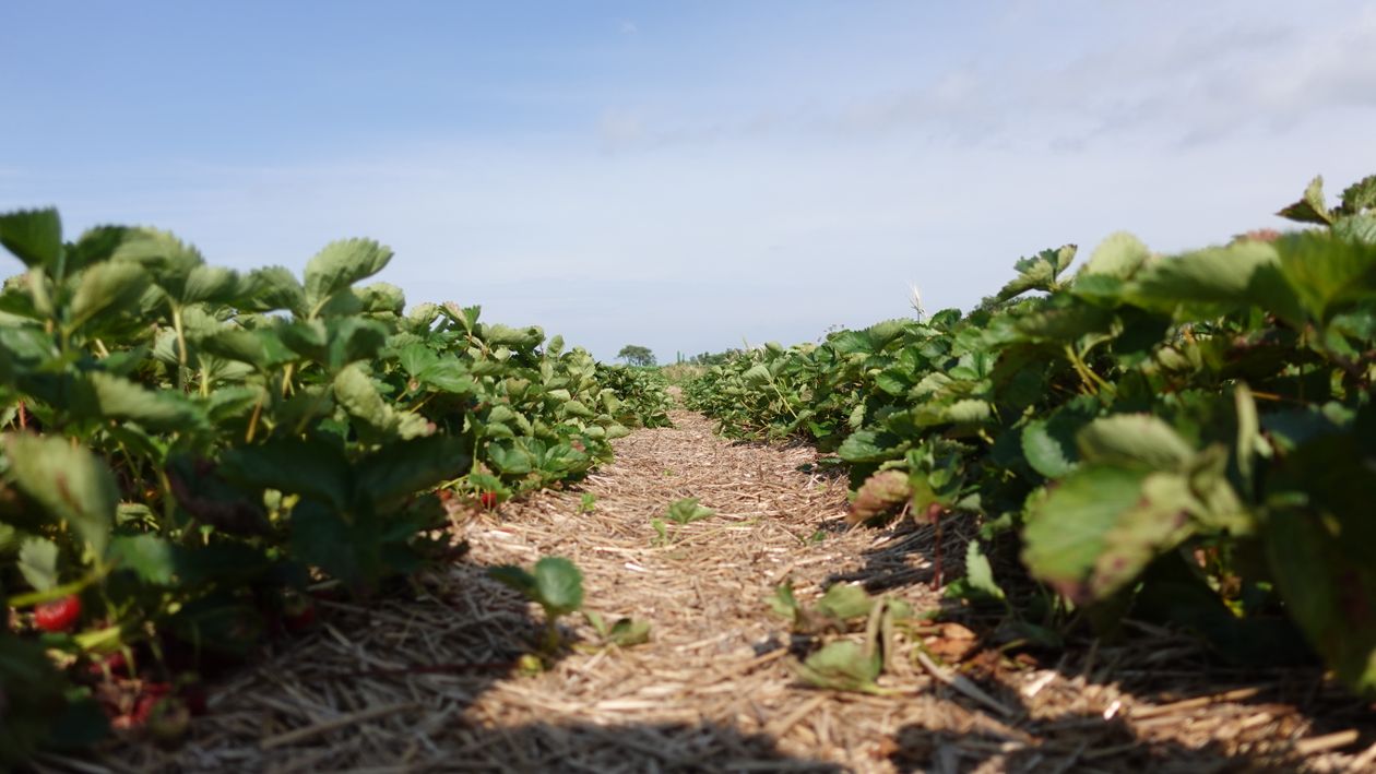 Strawberry Field on a Sunny Day · Free Stock Photo