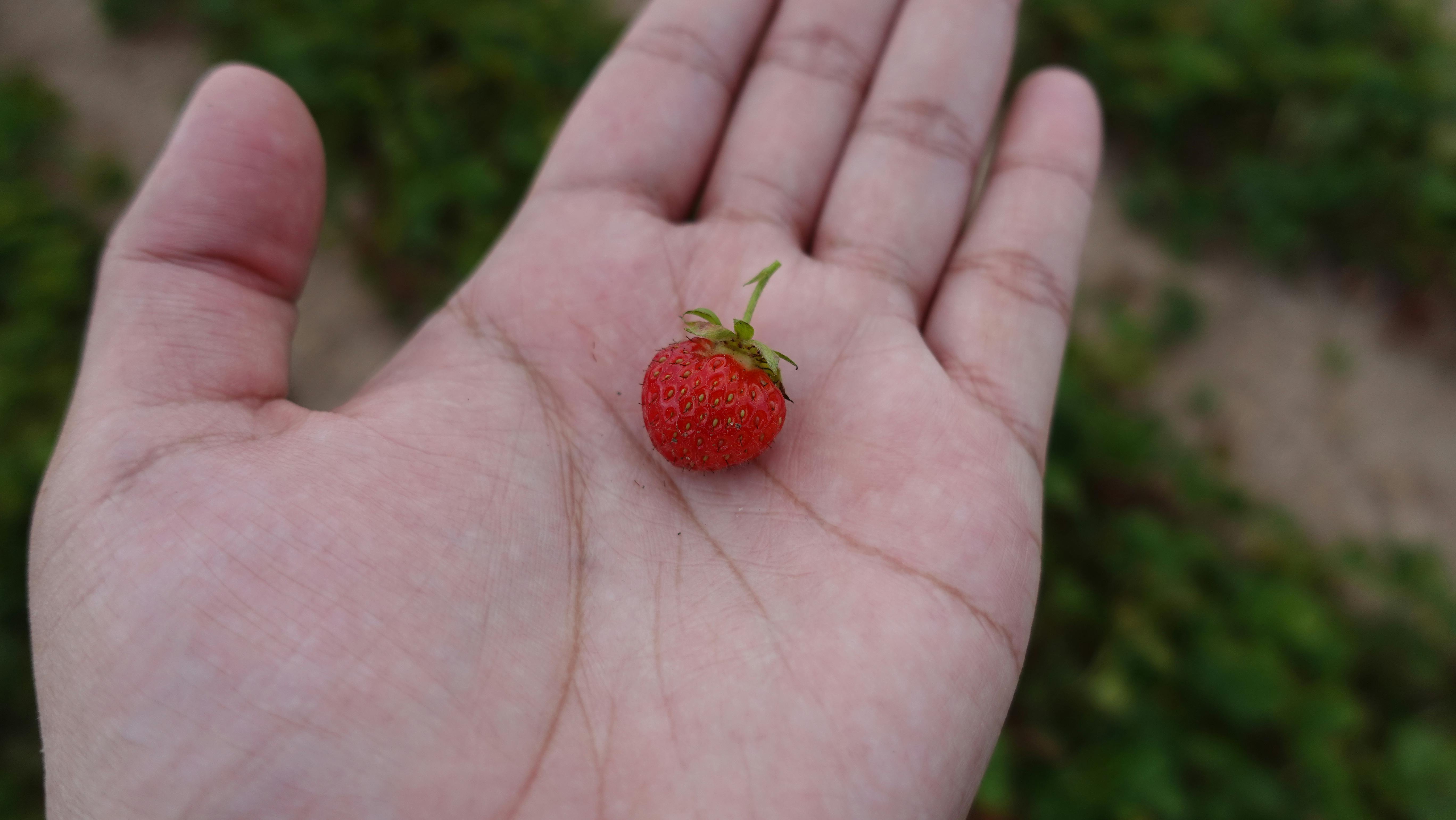 Gratis Et enkelt lite rødt jordbær hviler på en åpen palme utendørs. Nærbilde. Arkivbilde