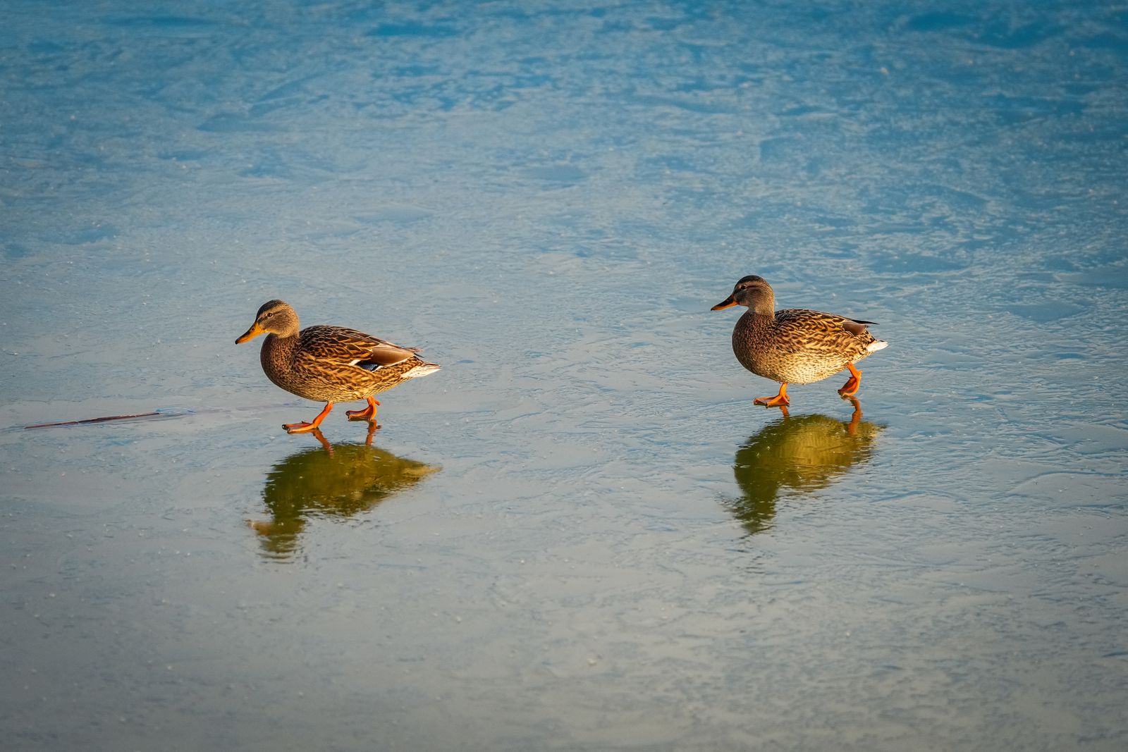 Robô pato Microduck usando patins em pista de teste