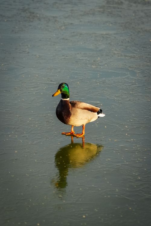 Free A vivid mallard duck stands on a frozen lake reflecting its colorful plumage. Stock Photo