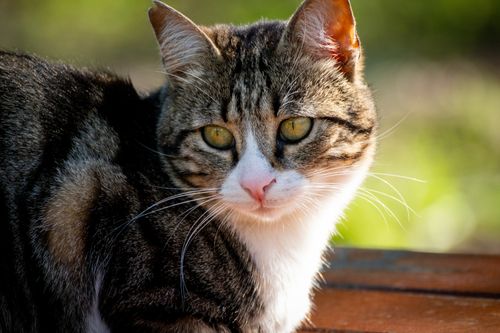 Free A tabby cat sits attentively on a bench, basking in the sunlight in İstanbul. Stock Photo
