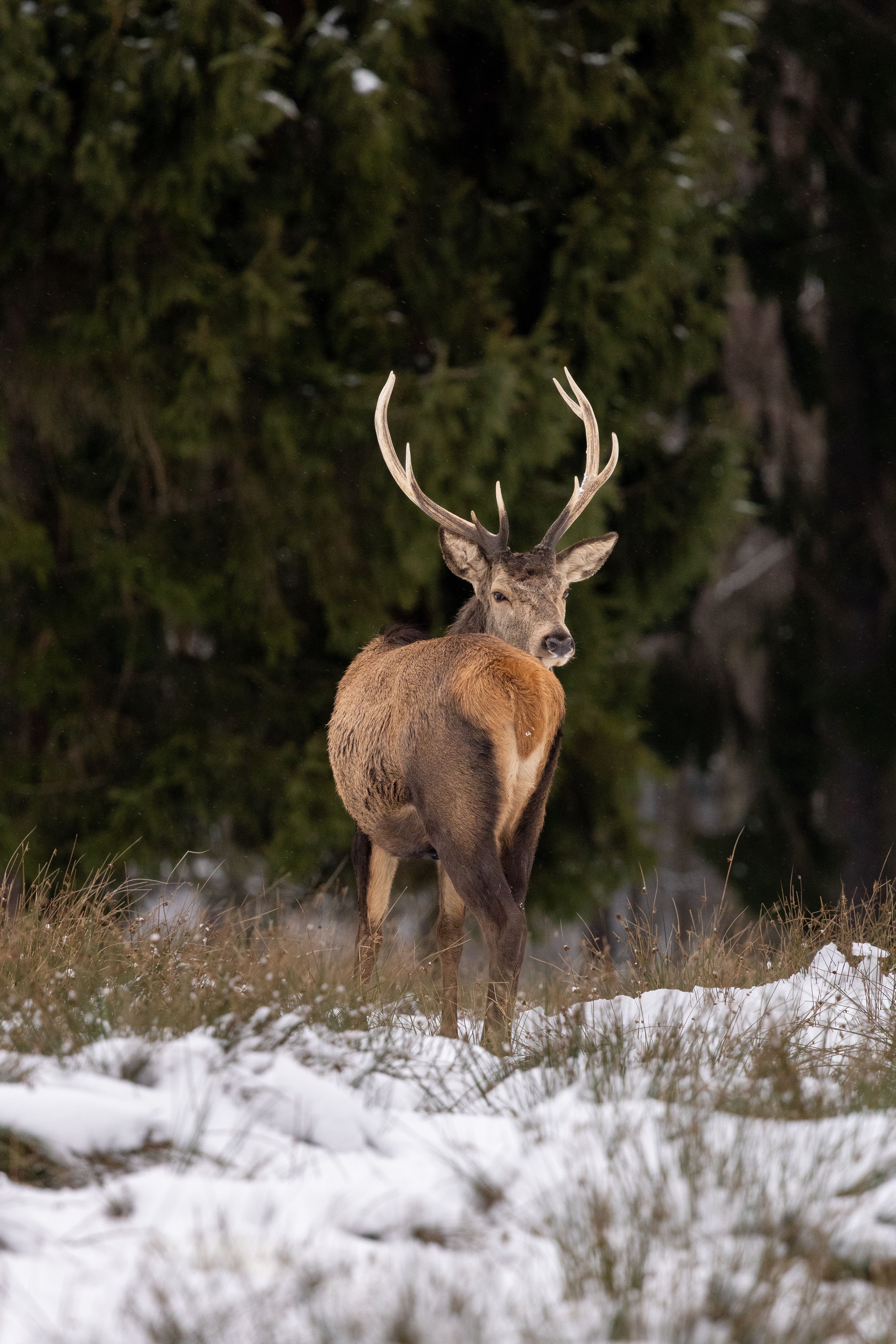 Majestic Deer in Winter Forest Landscape · Free Stock Photo